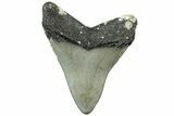 Serrated, Juvenile Megalodon Tooth - North Carolina #311843-1